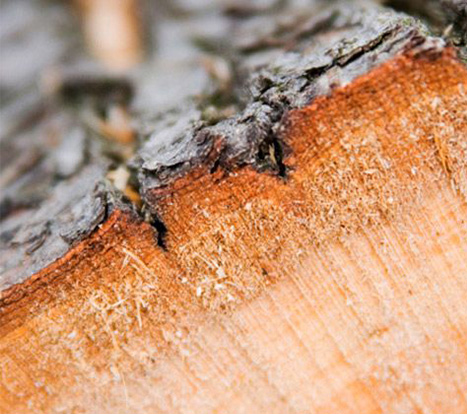 Close up shot of cut log