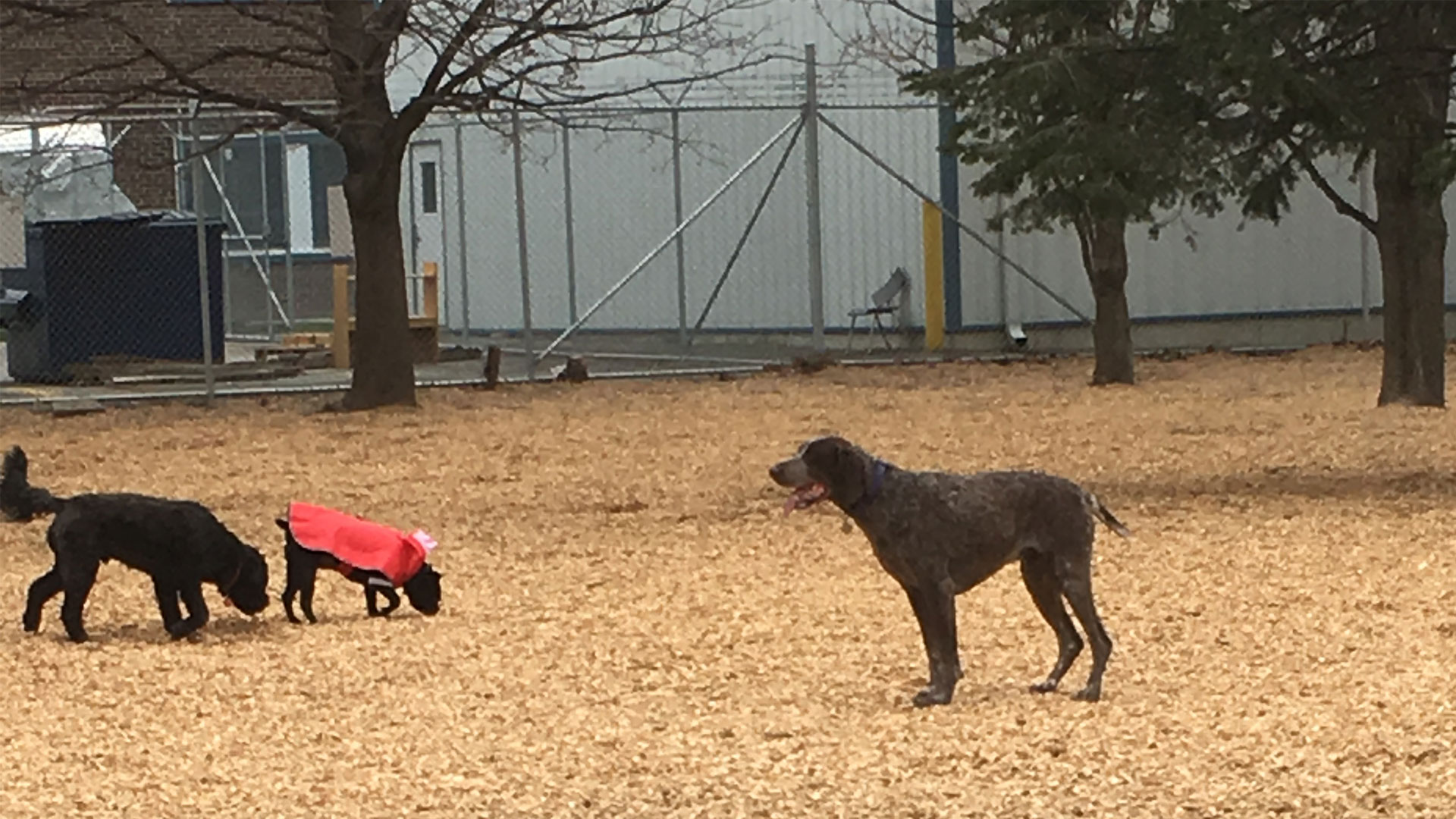 Dogs playing in dog park that has Fibertop surface installed