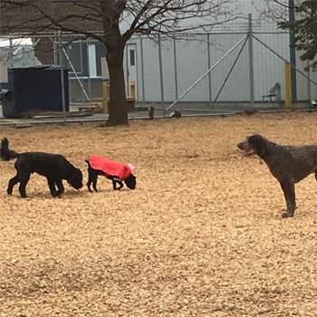 Dogs playing in dog park that has Fibertop surface installed